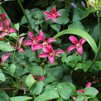 Clematis texensis 'Princess Diana' 