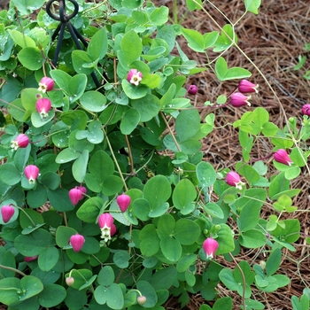 Clematis viorna