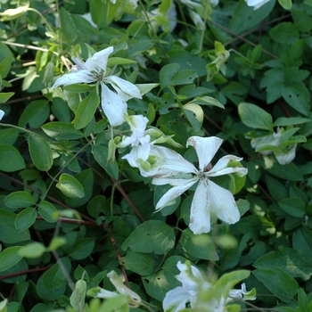 Clematis viticella 'Alba Magnifica' 