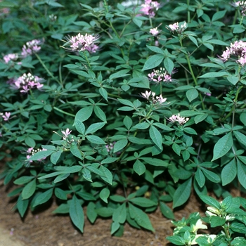 Cleome rosea 'Linde Armstrong' 