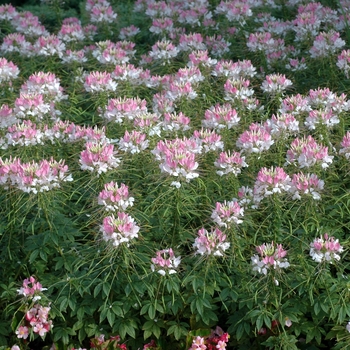 Cleome hassleriana Sparkler™ '' (002223)