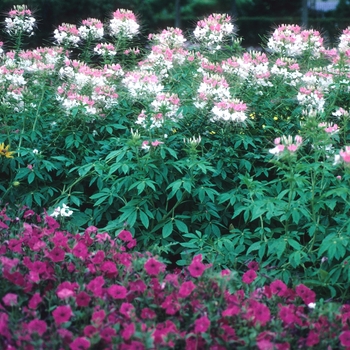 Cleome hassleriana Sparkler™ '' (002224)