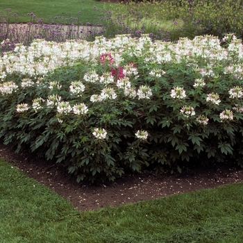 Cleome hassleriana Sparkler™ '' (002225)
