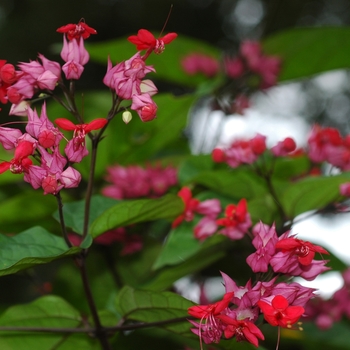 Clerodendrum splendens