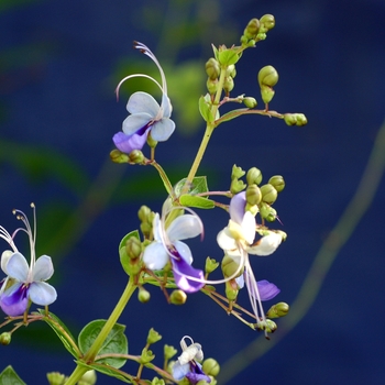 Clerodendrum ugandense