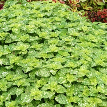 Coleus 'Emerald and Snow' 