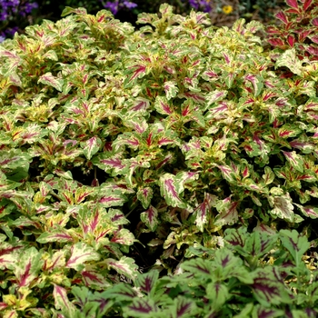 Coleus 'Aurora™ Raspberry'