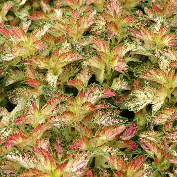 Coleus scutellarioides 'Glennis' 