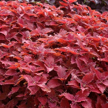 Coleus 'Juliet Quartermain' 