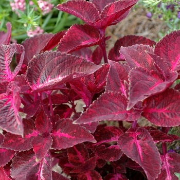 Coleus 'Lava Nagilla' 