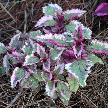 Coleus 'Miss Annie' 