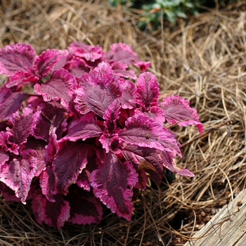 Coleus 'Painted Pink' 