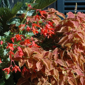 Coleus 'Rustic Orange' 