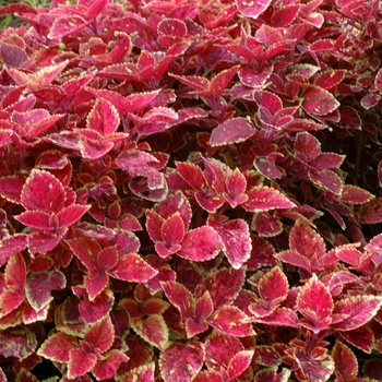 Coleus 'Show and Tell' 