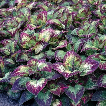 Coleus 'Silver Shadow' 