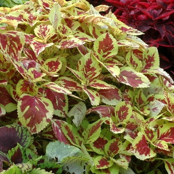 Coleus 'Splash' 