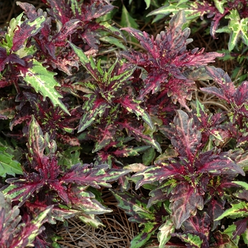 Coleus 'Needlepoint' 