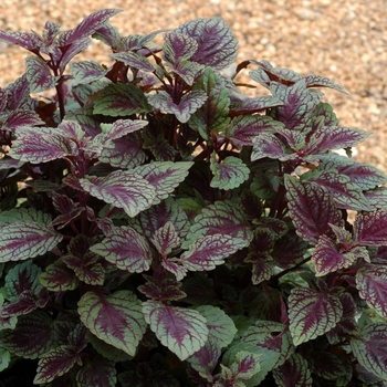 Coleus 'Velvet Lime' 