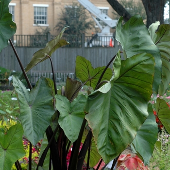 Colocasia esculenta 'Purple Stem' 