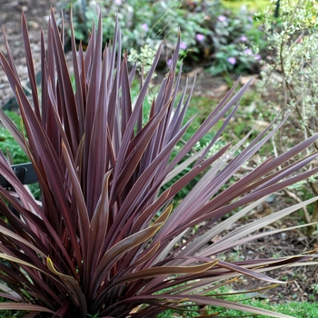 Cordyline australis 'Red Sensation'