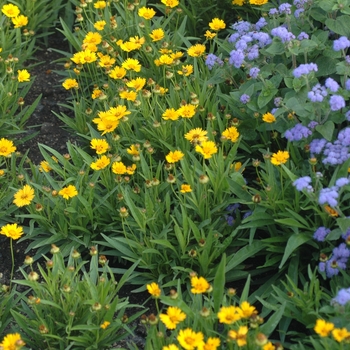 Coreopsis grandiflora 'Sunfire' (002277)