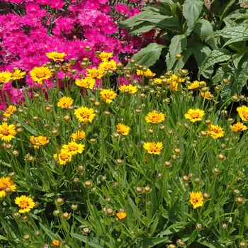 Coreopsis grandiflora 'Sunfire' (002278)