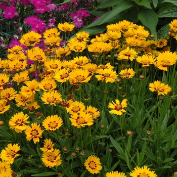 Coreopsis grandiflora 'Sunfire' (002279)
