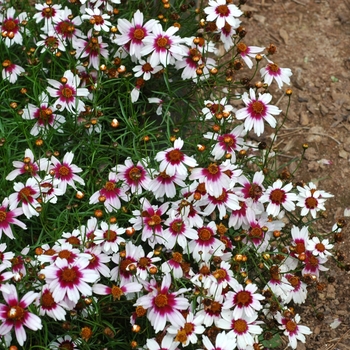 Coreopsis rosea 'Sweet Dreams' 