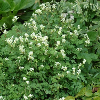 Corydalis lutea 'Alba' 