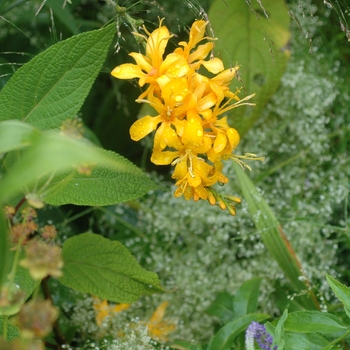 Crocosmia masoniorum 'Rowallane' 