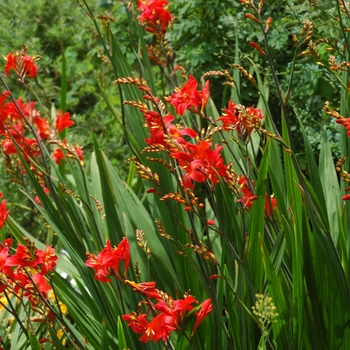 Crocosmia x crocosmiiflora 'Walburton Red' 