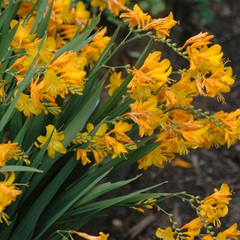 Crocosmia x crocosmiiflora 'Walburton Yellow' (002301)