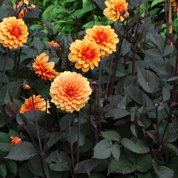 Dahlia 'David Howard'