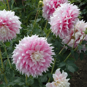 Dahlia 'Moonfire'