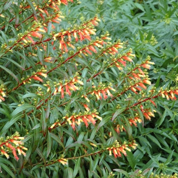 Cuphea micropetala '' (002326)