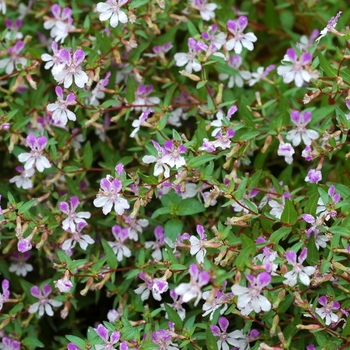 Cuphea palustris 'Rosy Glow' 