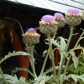 Cynara scolymus