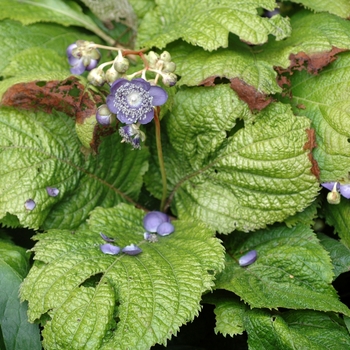 Deinanthe caerulea 