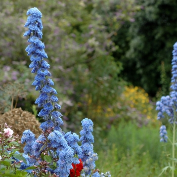 Delphinium elatum 'Alice Artindale'