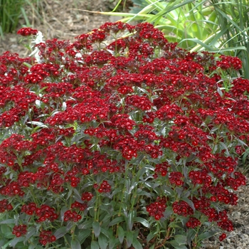 Dianthus barbatus 'Sooty' 