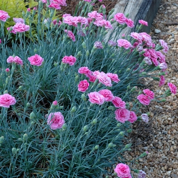 Dianthus 'Miss Pinky' 'Valda Wyatt'