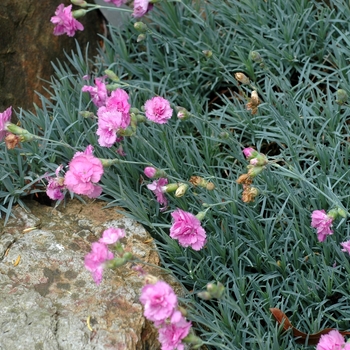 Dianthus 'Whitfield Can Can' 