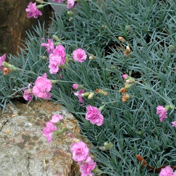 Dianthus 'Whitfield Can Can'