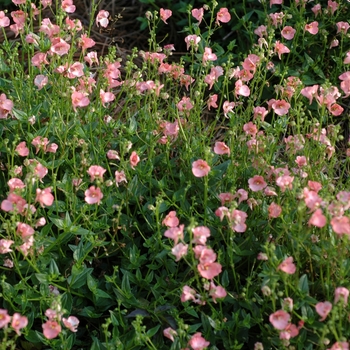 Diascia Genta™ 'Salmon'