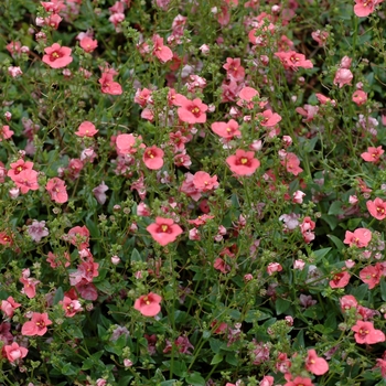 Diascia 'Dark Coral' 