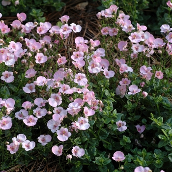 Diascia barberae 'Light Pink' 