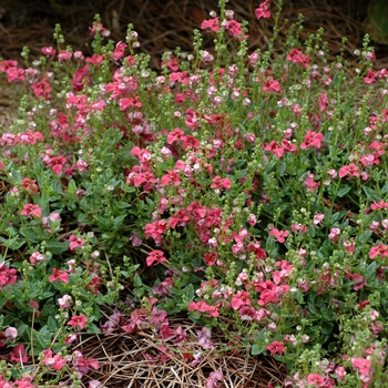 Diascia Flying Colors® 'Trailing Red'