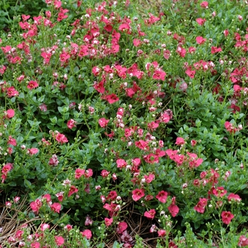 Diascia barberae 'Red' 