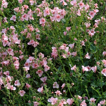 Diascia 'Appleblossom' 