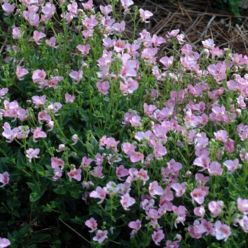 Diascia 'Pink' 